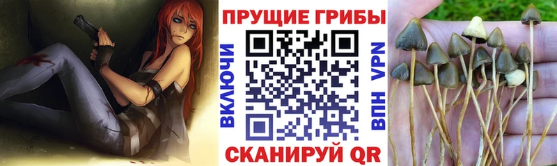 Псилоцибиновые грибы Magic Shrooms  наркотики  Чердынь 